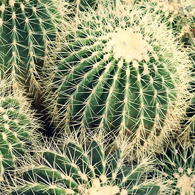 免费Clash节点 | 1月24日18.8M/S|免费V2ray节点/Singbox节点/Trojan节点/Clash节点/SSR节点/Shadowrocket节点机场推荐，在线Clash机场梯子购买推荐