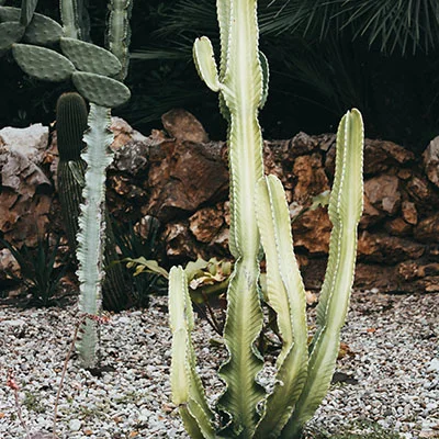 免费Clash节点 | 3月22日21.7M/S|免费Shadowrocket节点/Singbox节点/Trojan节点/Clash节点/SSR节点/V2ray节点机场推荐，在线Clash机场梯子购买推荐