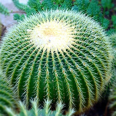 免费Clash节点 | 3月26日18.8M/S|免费Shadowrocket节点/Singbox节点/V2ray节点/Clash节点/SSR节点/Trojan节点机场推荐，在线Clash机场梯子购买推荐