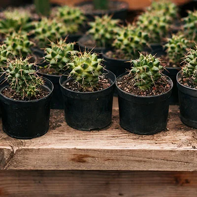 免费Clash节点 | 3月8日23M/S|免费Shadowrocket节点/V2ray节点/SSR节点/Trojan节点/Singbox节点/Clash节点机场推荐，在线Clash机场梯子购买推荐