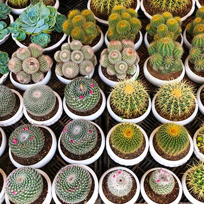 免费Clash节点 | 3月14日20.4M/S|免费Trojan节点/Singbox节点/Clash节点/Shadowrocket节点/V2ray节点/SSR节点机场推荐，在线Clash机场梯子购买推荐