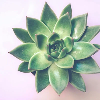 免费Clash节点 | 1月26日21.7M/S|免费Trojan节点/Shadowrocket节点/SSR节点/Clash节点/V2ray节点/Singbox节点机场推荐，在线Clash机场梯子购买推荐